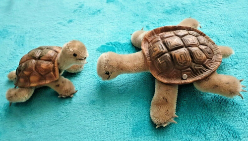 Steiff schildkröten knopf - schildkröten,,